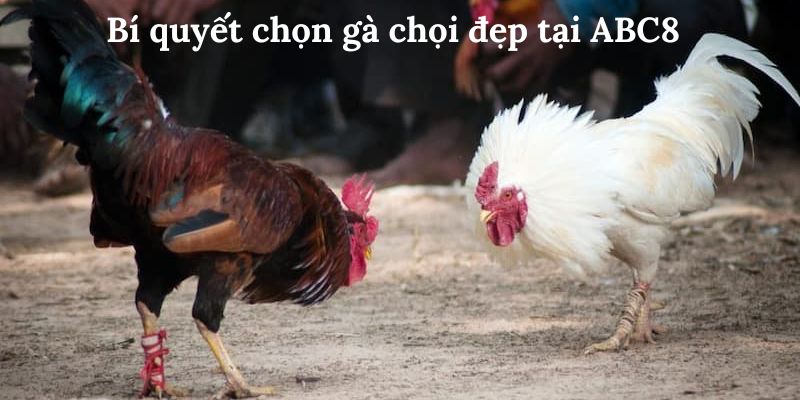  Gà chọi đẹp đóng vai trò quan trọng trong việc tạo giá trị của chúng